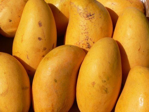 Source Of Vitamins And Minerals 100% Natural And Fresh Yellow Organic Mangoes