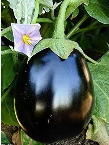 A Grade Deep Purple Oval-shaped Best Qualities Fresh Brinjal