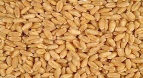 Nutritious And Delicious No Added Preservatives Healthy Wheat Seed For Agriculture Admixture (%): 5%