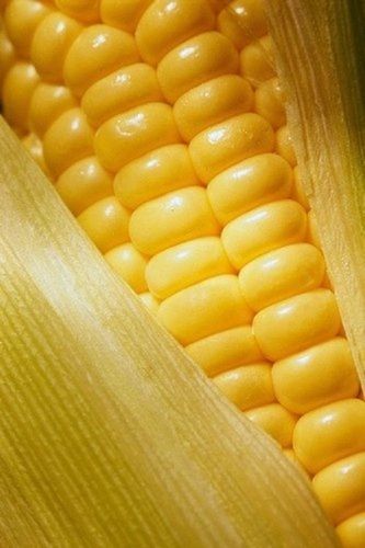 Preservatives And Gluten Free Sweet Yellow Maize Seed For Agricultural Use  Admixture (%): 5%