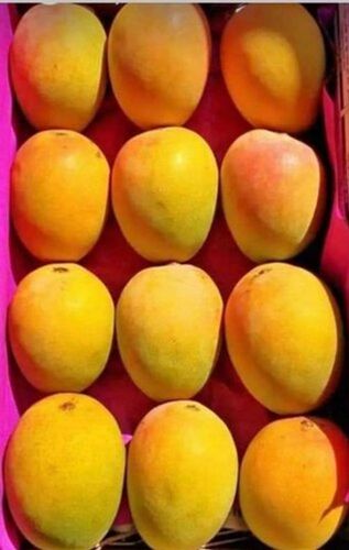 Indian Origin Devgarh Alphonso Mangoes