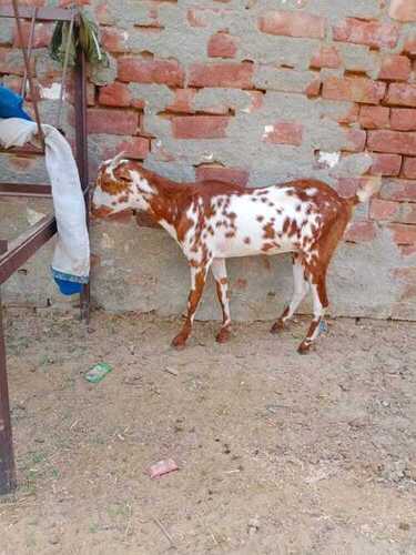Disease Free Healthy Barbari Goat Breed