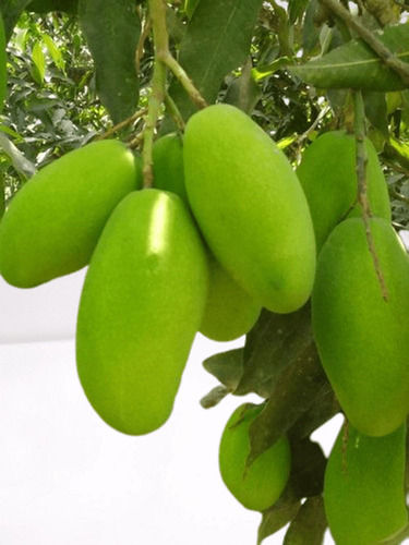 Fresh And Healthy Oblique Shaped Green Dashehari Mango