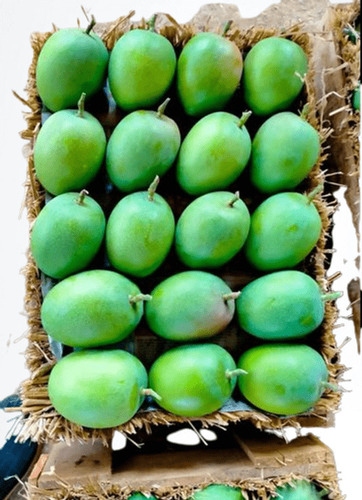 Green Ratnagiri Mango