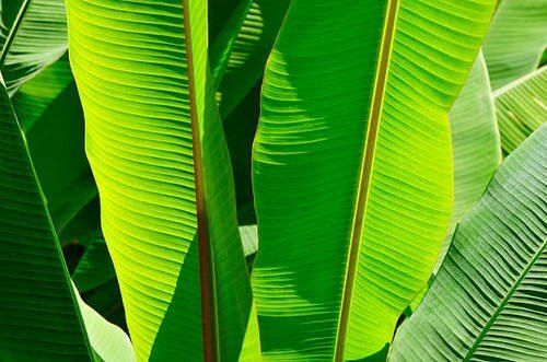 Self Life 1 Day Vitamin Rich Green Fresh Banana Leaf