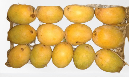 Alphonso Mango