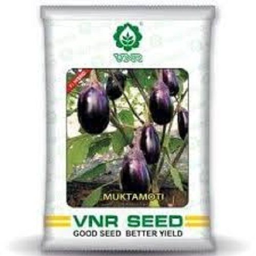 Brinjal Seed Organic And Fresh With 99% Purity And 6 Months Shelf Life And 500 Grams