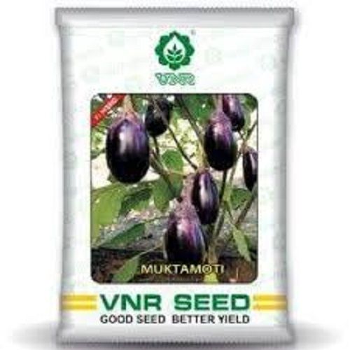 Brinjal Seed Organic And Fresh With 99% Purity And 6 Months Shelf Life And 500 Grams Admixture (%): 2-4%