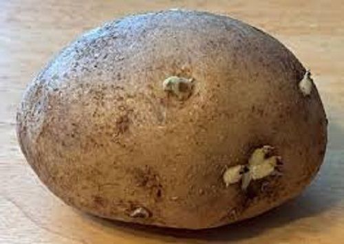 Brown Colour Potato Seed 99% Purity And Fresh 1 Kilogram With Six Months Shelf Life