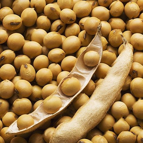 Brown Colour Soybean Seed 99% Purity With 6 Months Shelf Life And 1 Kilogram 