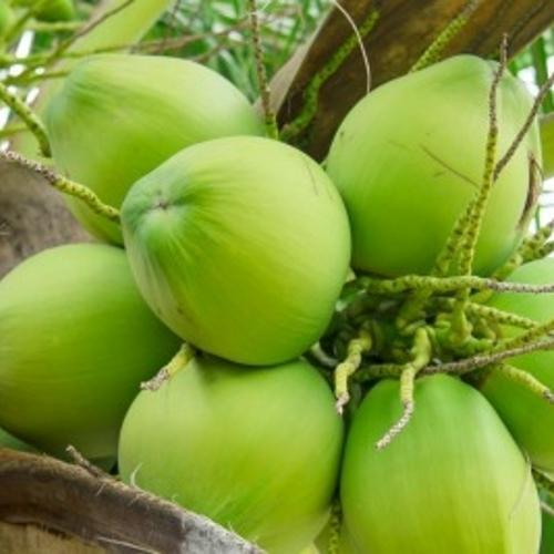 Farm Fresh Healthy Rich In Vitamins And Minerals Multiple Nutrients Refreshing Taste Green Tender Coconut 