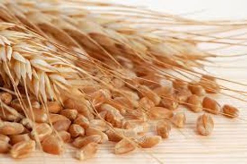 Clean Good Quality Chemical Free Wheat Seeds
