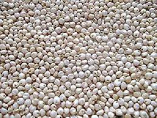 High In Fibre Natural White Sorghum Seeds / Jowar 