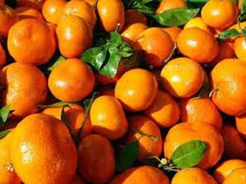 Natural Healthy Garden Handpicked Fresh Pulpy Orange With Rich In Vitamin C