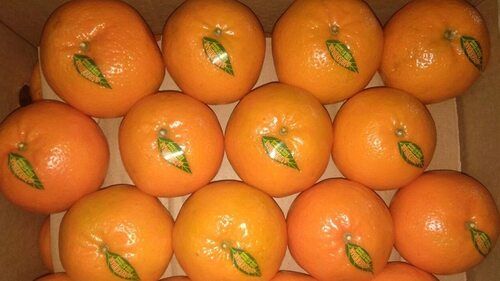 Natural Healthy Garden Handpicked Fresh Rich In Vitamin C Tasty Pulpy Orange Fruit