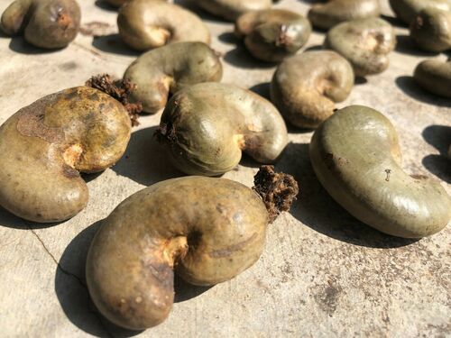 A Grade Shelled Cashew Nuts