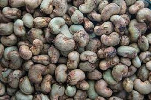 Fresh Brown Colour Dried Processing Cashew Nuts 1 Kilogram And One Year Shelf Life