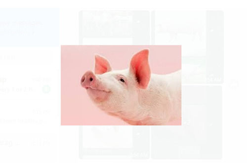 Healthy And Vaccinated Pink Farm Pig For Agriculture Farms 