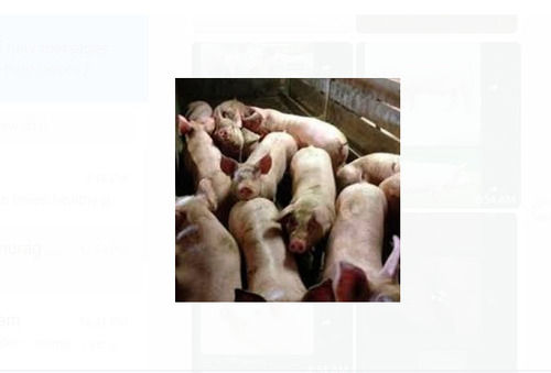 स्वस्थ सूअर बोते हैं फार्म पिग व्हाइट खेती के लिए इस्तेमाल किया जाता है अन्य प्रयोजनों के लिए 