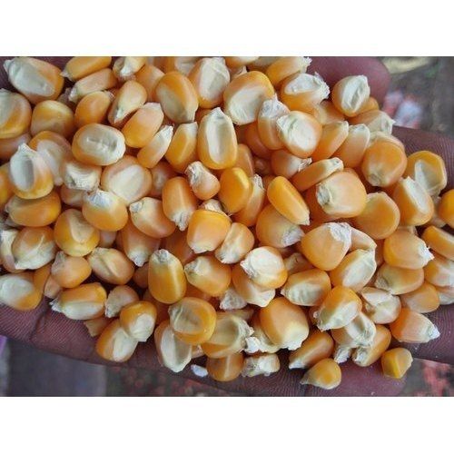 Highly Nutritious Natural High Proteins And Calcium Crispy Fresh Dried Corn