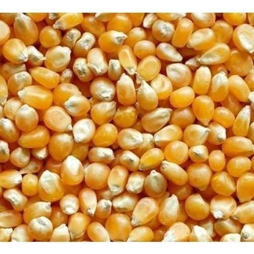 Highly Nutritious Natural High Proteins And Calcium Fresh Dried Maize Corn