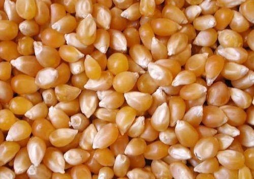 Indian Yellow Maize Corn (Makka Cholam)