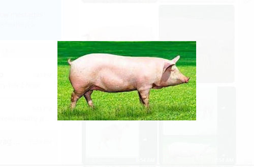  मांस और अन्य उद्देश्यों के लिए इस्तेमाल किया जाने वाला गुलाबी बड़े आकार का फार्म पिग 
