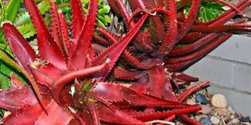 Multicolor Red Aloe Vera