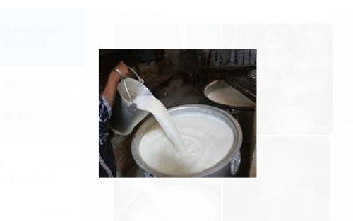 White Color 100 Percent Pure And Natural 4.3 Gram Protein Buffalo Milk 