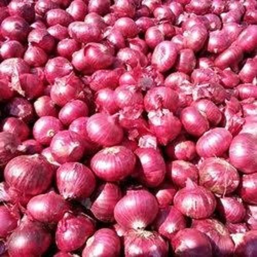 Round Shape Medium Size Fresh Red Colour Onion For Cooking And Salads Moisture (%): 12%