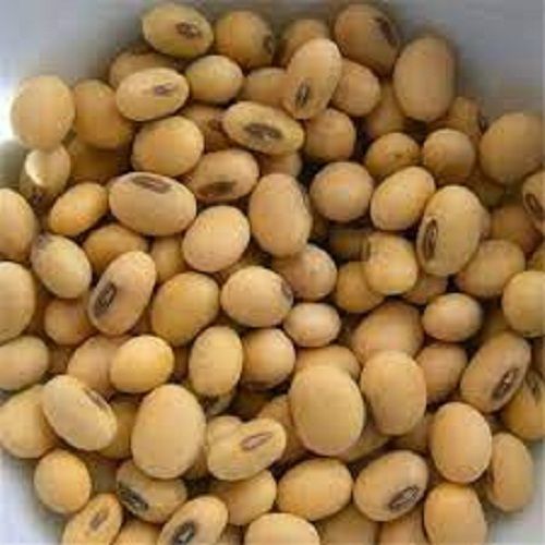Chemical And Preservative Free Brown Color Soybeans Seeds With Multiple Health Benefits