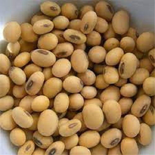 Chemical And Preservative Free Brown Color Soybeans Seeds With Multiple Health Benefits Admixture (%): 1%.