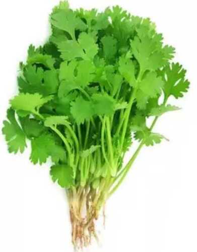 Green Rich In Dietary Fiber And Vitamin A Aromatic Smell Fresh Coriander Leaves