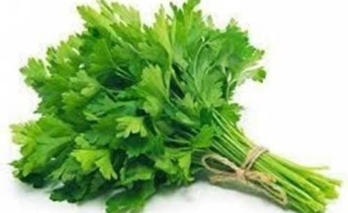 Solid Rich In Dietary Fiber And Vitamin A Aromatic Smell Fresh Green Coriander Leaves