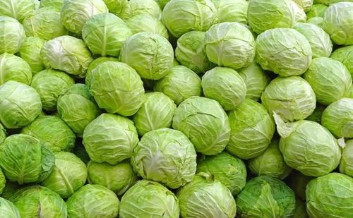 100 Percent Natural And Healthy Fresh Cabbage With Rich In Vitamins And Potassium