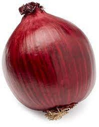 100 Percent Natural And Fresh Quality Rich Vitamins Minerals Round Onion