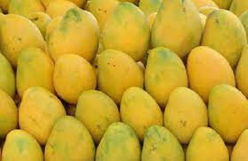 Fresh Yellow Sweet Mangoes