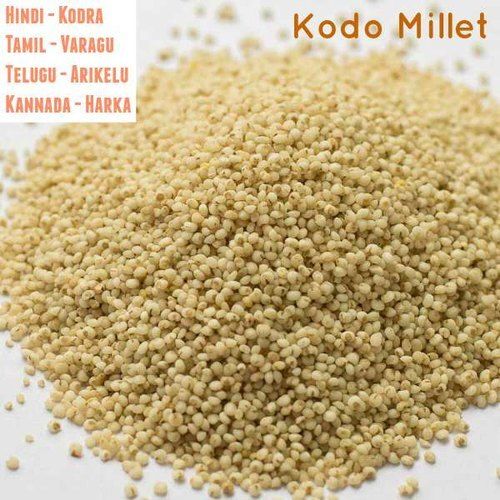 High In Protein Healthy Dried Organic Kodo Millet Seeds