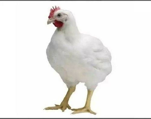 White Color Live Broiler Chicken