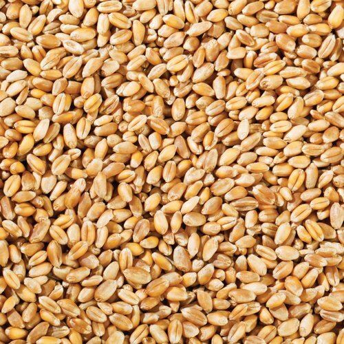 Pure Organic And Nutrients Brown Whole Wheat Grain For Agriculture Use