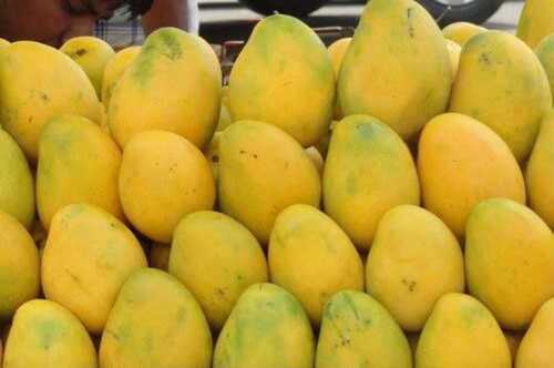 100 Percent Delicious And Farm Fresh, Healthy Fully Juicy Yellow Natural Mangoes