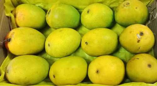 Green 100 Percent Delicious And Good Quality Yellow Fresh Natural Mangoes