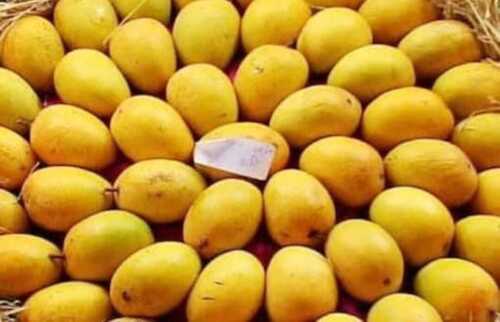 100 Percent Organic Quality And Delicious Farm Fresh Yellow Natural Mangoes
