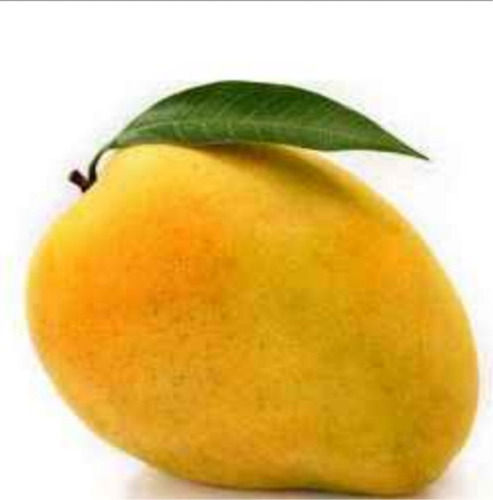 100 Percent Organic Quality And Farm Fresh Delicious Yellow Natural Mangoes