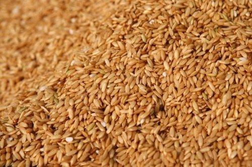 100 Percent Pure Natural Rice Paddy Seed For Sowing, Agriculture And Farming