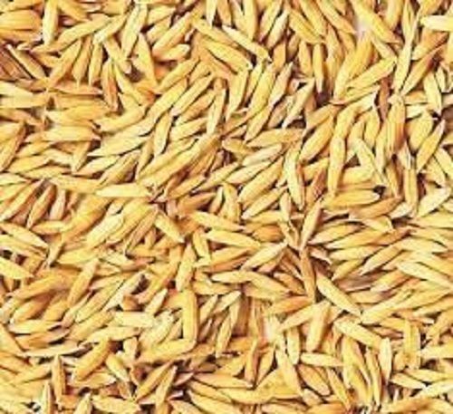 100 Percent Pure Natural Rice Paddy Seed For Sowing, Farming And Agriculture