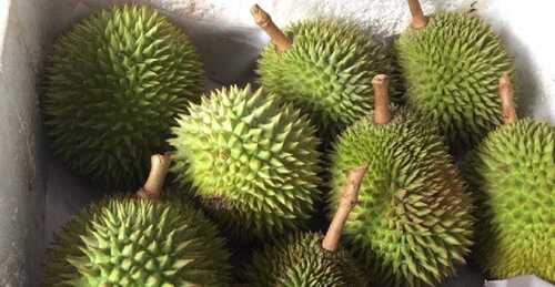 A Grade 100% Natural Delicious Fresh And Healthy Round Green Durian Fruit