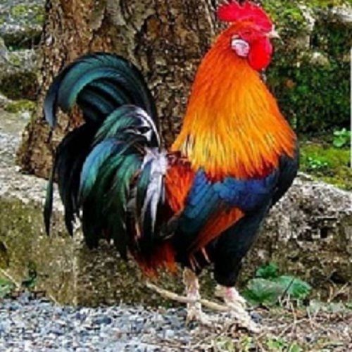 Multi Color Brown Aseel Live Country Chicken 