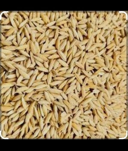 A Grade And Pure Brown Rice Paddy Seeds With High Nutritious Values Purity: 100