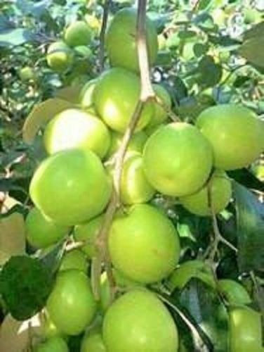 Common 100 Percent Healthy Natural Pure And Fresh Sweet Green Apple Ber Fruit 